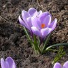 crocus vernus бледно-фиолетовый